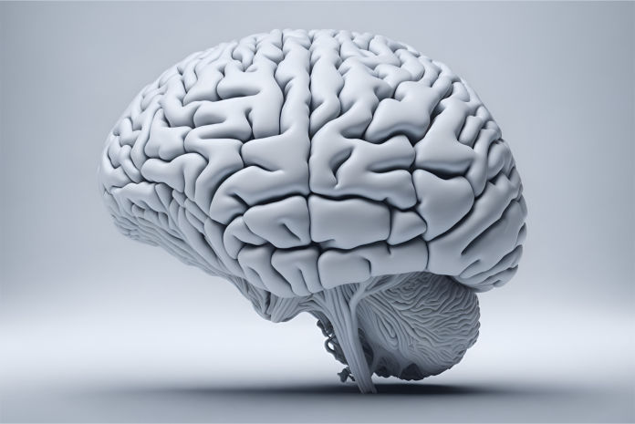 Precursores neurobiológicos da empatia